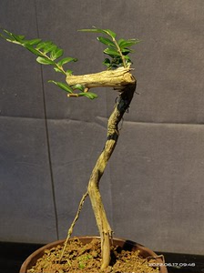 wylcah淘宝亮叶忍冬盆景素材,带自然碳化面原盆原土包邮0人付款150.