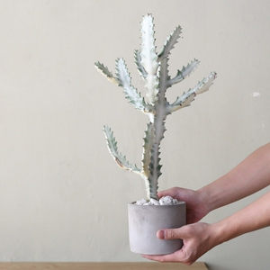 白龙骨 彩麒麟龙骨锦 仙人掌群生老桩一物一拍 ins风春