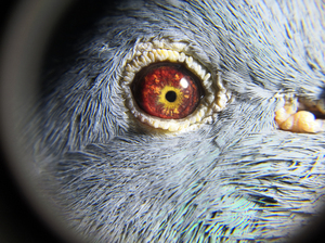 实战型鸽系 杨啊腾种鸽 个方面到位,眼睛也是相当ok喜欢实战