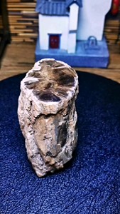 天然树化石摆件，奇石摆件，全皮精细清晰年轮，有蛀孔。