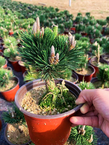 粉丝福利日本精品盘根千寿丸盆景盆栽六个芽头左右,寿松变异而来