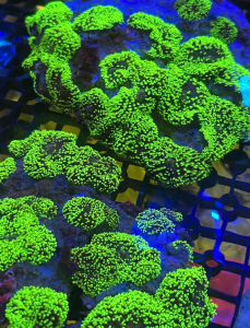 绿毛菇 菇珊瑚39一朵