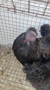 黑凤乌鸡种鸡，种鸡都是五爪，毛腿，凤头，蓝耳