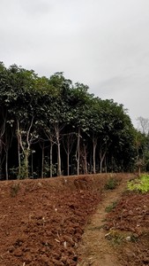 桂花树大量批发，园林种植，工程种植均可。