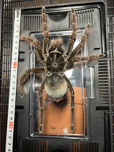 亚马逊巨人食鸟蛛