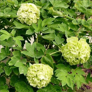 80牡丹苗基地淘宝牡丹中四大名花姚黄魏紫豆绿赵粉牡丹花苗花带原土