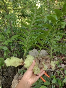 岩姜,骨碎补,可药用,可观赏,板植或雨林缸等
