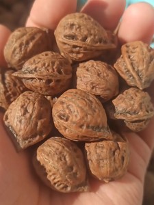 小秋子散籽野生