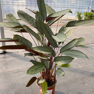 怀旧式老飞羽银羽竹芋 青苹果竹芋 北欧风绿植盆栽四季常青吸甲