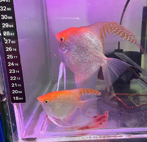 自养各种燕鱼,金顶钻石,墨燕,蓝翡翠,秘鲁,熊猫等等,鱼苗