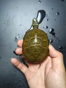 杂锦龟,东西杂发色绿壳红腹全品7.2厘米,小公.东锦龟西锦龟