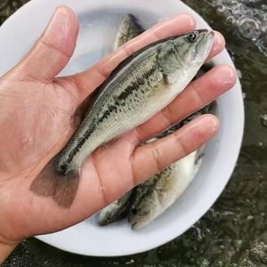 四川鲈鱼苗
