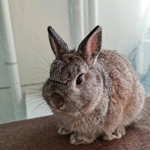 【金吉拉兔】金吉拉兔品牌,价格 - 阿里巴巴