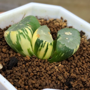 【361白瓷万象锦】  瓦苇十二卷多肉植物盆栽组培精品