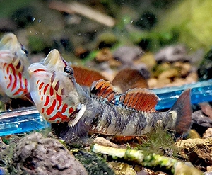 发色白面虾虎鱼27元8只772只备损原生鱼冷水鱼