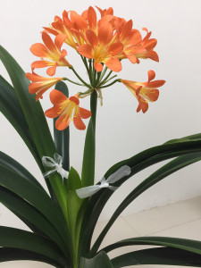 青岛大叶君子兰,青岛大刀