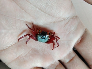 恶魔蟹,苏拉威西恶魔蟹,柑橘恶魔蟹,65一只,单只不包邮,3