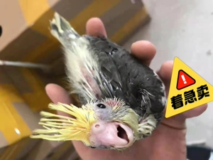 金头原始灰雏鸟特价出售