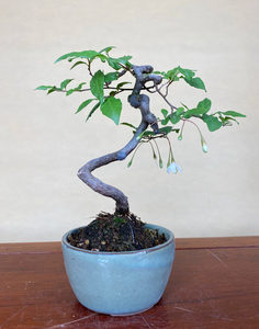 000人付款淘宝【日本野茉莉】秤锤树 极品白花盆栽花卉 花香四溢