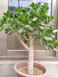 玉树老桩,万年青,粗度如图,土以上高度56厘米,带主土球发货