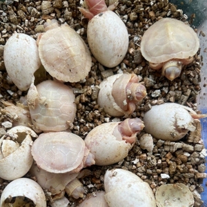 可孵化变异白化黑化巴西龟受精蛋焦糖黄金观赏小乌龟活体爬行宠物