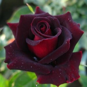 【天狼】黑美人月季成品美植袋苗多季阳台露台盆栽花园玫瑰花卉