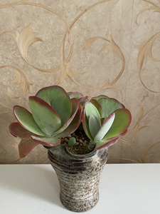 唐印多肉植物 唐印小桩 这盆四株有一株爆一头 非整颗 包邮顺