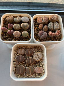 生石花拼盆,三盆一起出,和田玉,拿铁,荒玉,橄榄,红大内,猪