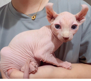 司芬克斯无毛猫,5月7日出生,蓝眼,矮脚,精灵耳,弟弟妹妹均