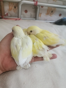 tb867563169淘宝手养牡丹鹦鹉黄桃绿桃紫罗兰日本桃雏鸟宠物鸟活体