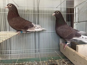 西翁种公玉嘴玉爪一只 银色鸽子一对一只翅膀带点红