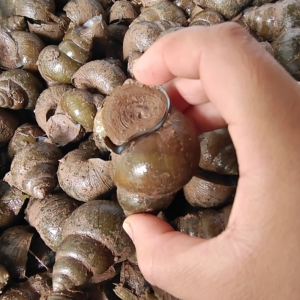 淡水田螺鲜活  稻田大田螺泥螺脆螺可做观赏螺净化水质可养可食