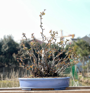 东洋锦海棠日本