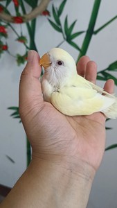 奶油桃牡丹鹦鹉图片
