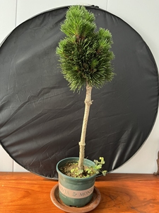 日本文人千寿丸,长势健康,独特天然造型,芽头爆满,多年盆养