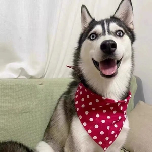 哈士奇幼崽纯种小二哈幼崽活体蓝眼哈士奇活狗幼犬宠物小狗狗活物