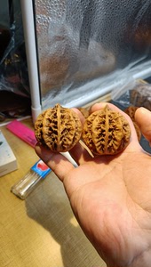 东北野生名款粗筋血灯笼楸子核桃秋子 完美精配,超级粗筋,杨桃
