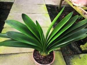 黄油匠君子兰产品的详细参数,实时报价,价格行情,优质批发/供应等信息