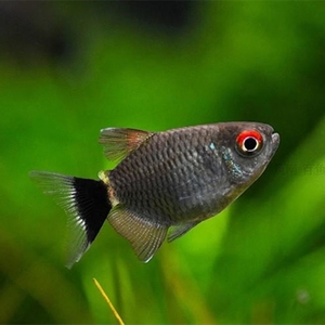 红目球灯鱼银屏球灯  十条包邮  活体小型灯科鱼包活群游鱼渔