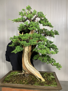 大型济州真柏盆景