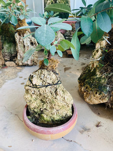 榕树吸水石上水石植物四季常绿室内好养植物办公室盆栽 小号65