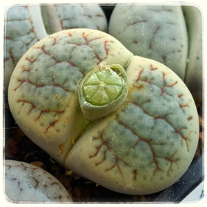 生石花 种子 c104 绿曲玉 特选母本 低配版绿荒玉