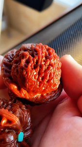 平谷血麒麟,也叫平谷骰子,贵妃狮子头,自玩三年,喜欢的大哥小