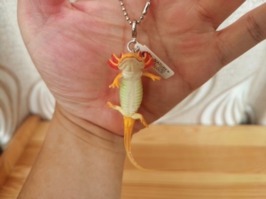 【墨西哥钝口螈六角恐龙】墨西哥钝口螈六角恐龙品牌,价格 - 阿里巴巴