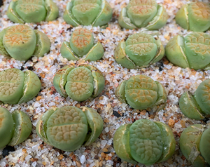 黄绿富贵玉生石花 c38a 年份2年 品相尺寸如图