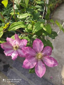 铁线莲波罗尼亚