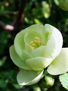 海棠唯一开绿色花的绿宝石海棠,真的太喜欢了,海棠红绿搭配更漂