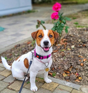 北京犬舍纯种杰克罗素梗幼犬.自家繁殖基地,怕照