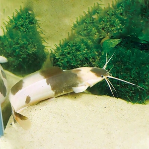 小丑武士鱼牛奶猫黑白猫活体观赏鱼热带鱼招财猫狗仔鲸鲶鱼奶牛猫