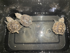 瑕疵原种佛罗里达州佛鳄龟苗 三只 可刀 价格优惠 新手练手专